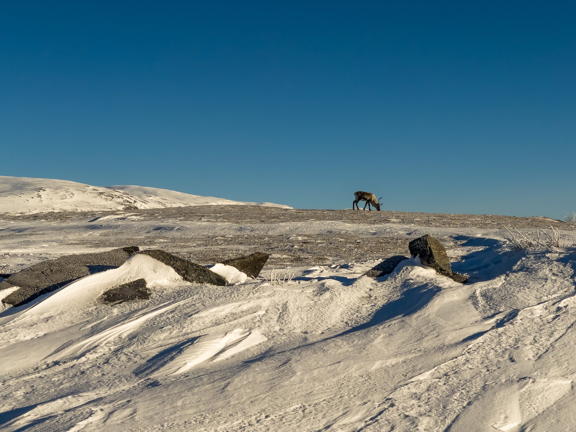 Día 8: Abiskojaure - Abisko