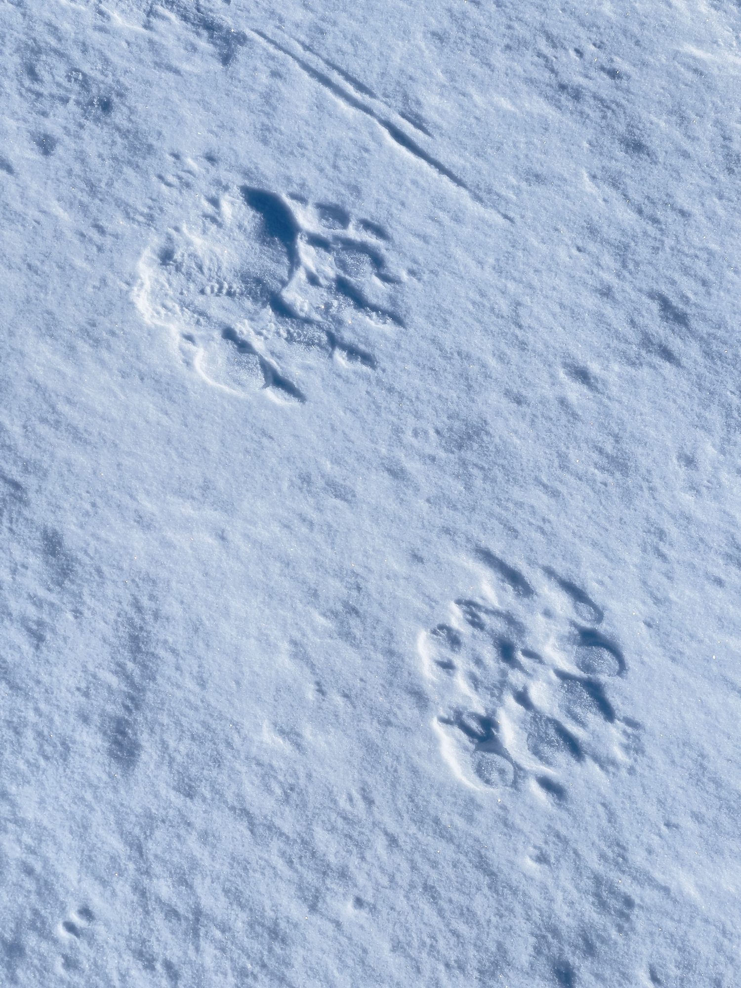 Svalbard Extreme Expedition · momento 7