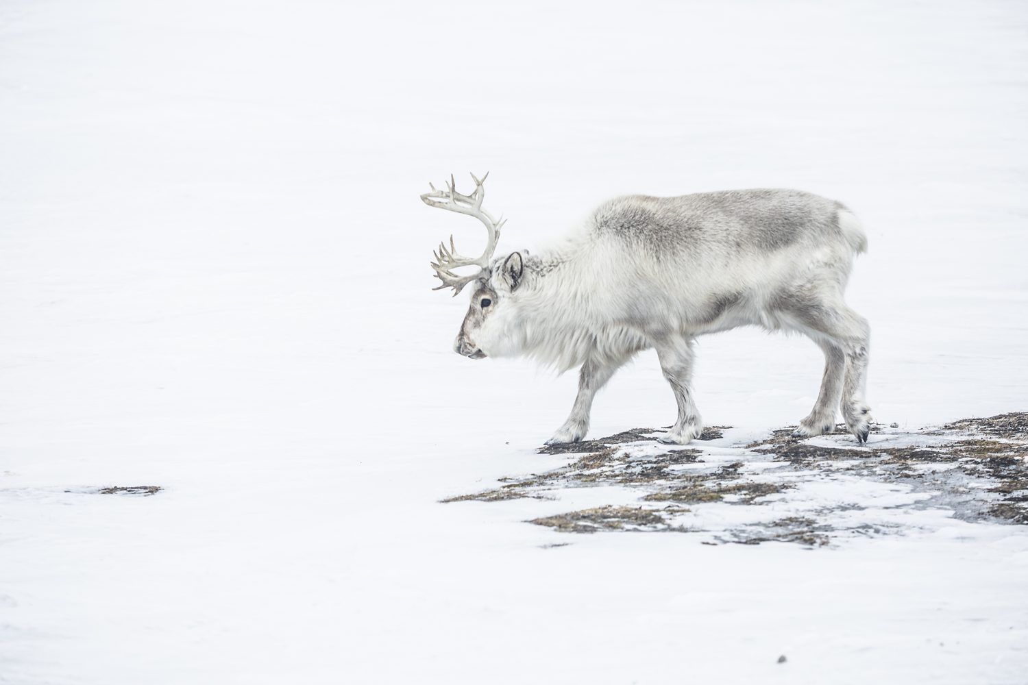 Svalbard Extreme Expedition · momento 10